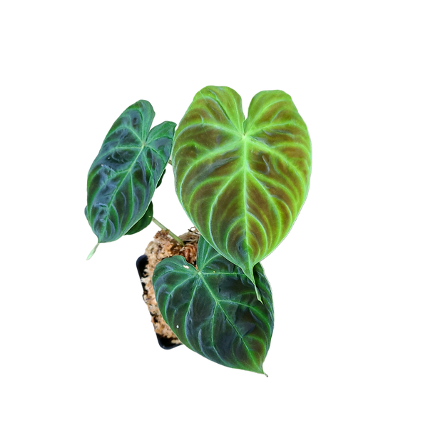Philodendron verrucosum Ecuador - Mini Terrarium Plant