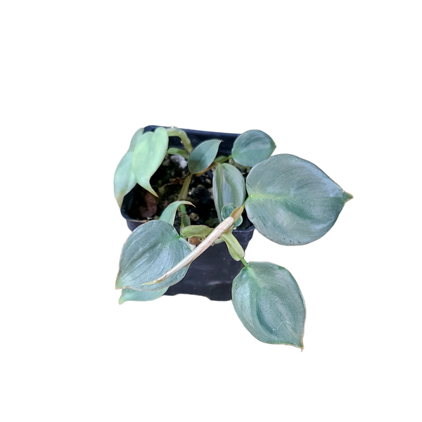 blue iced philodendron Philodendron 
