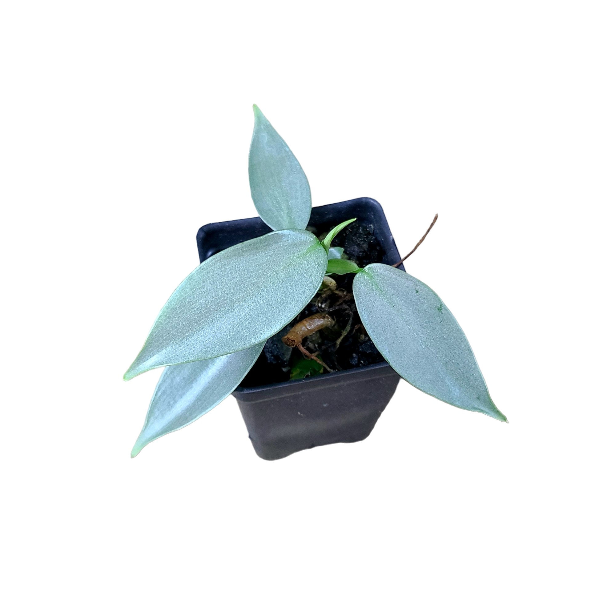 philodendron exotica Philodendron Erubescens 'Black Cardinal' Variegated (313W16) – Next World  Exotics main image 0