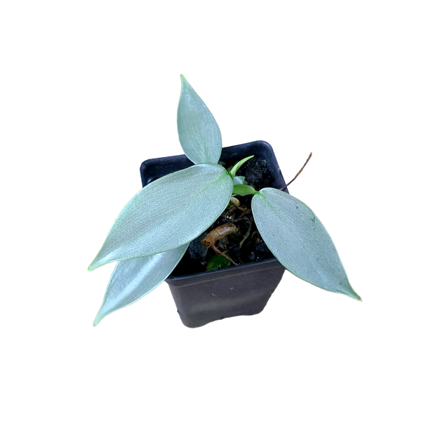 philodendron silver sword humidity Philodendron hastatum Silver Sword "Narrow"