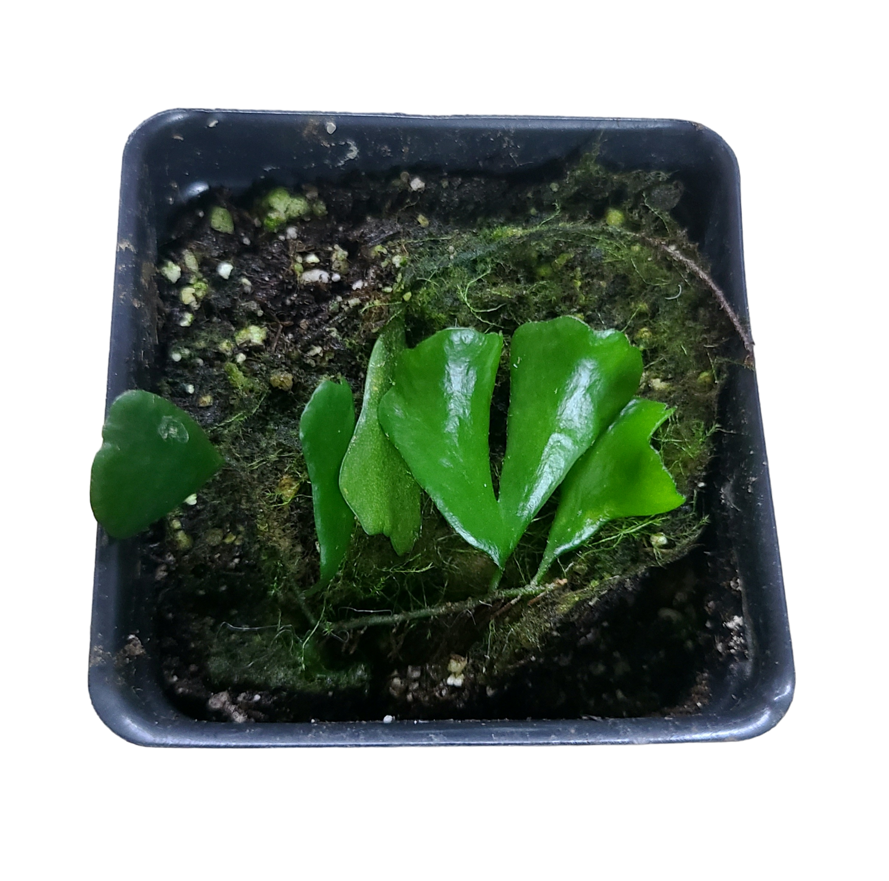 Lemmaphyllum microphyllum 'Shi Shi'