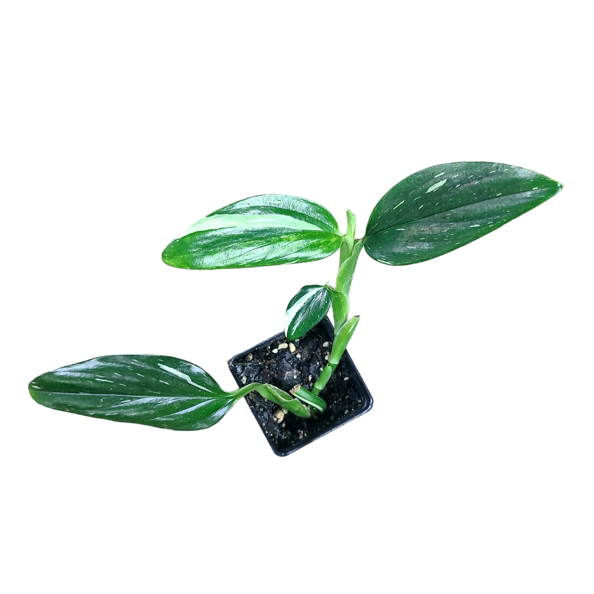 monstera standleyana albo mature Monstera standleyana "Albo Variegata" Terrarium Plant