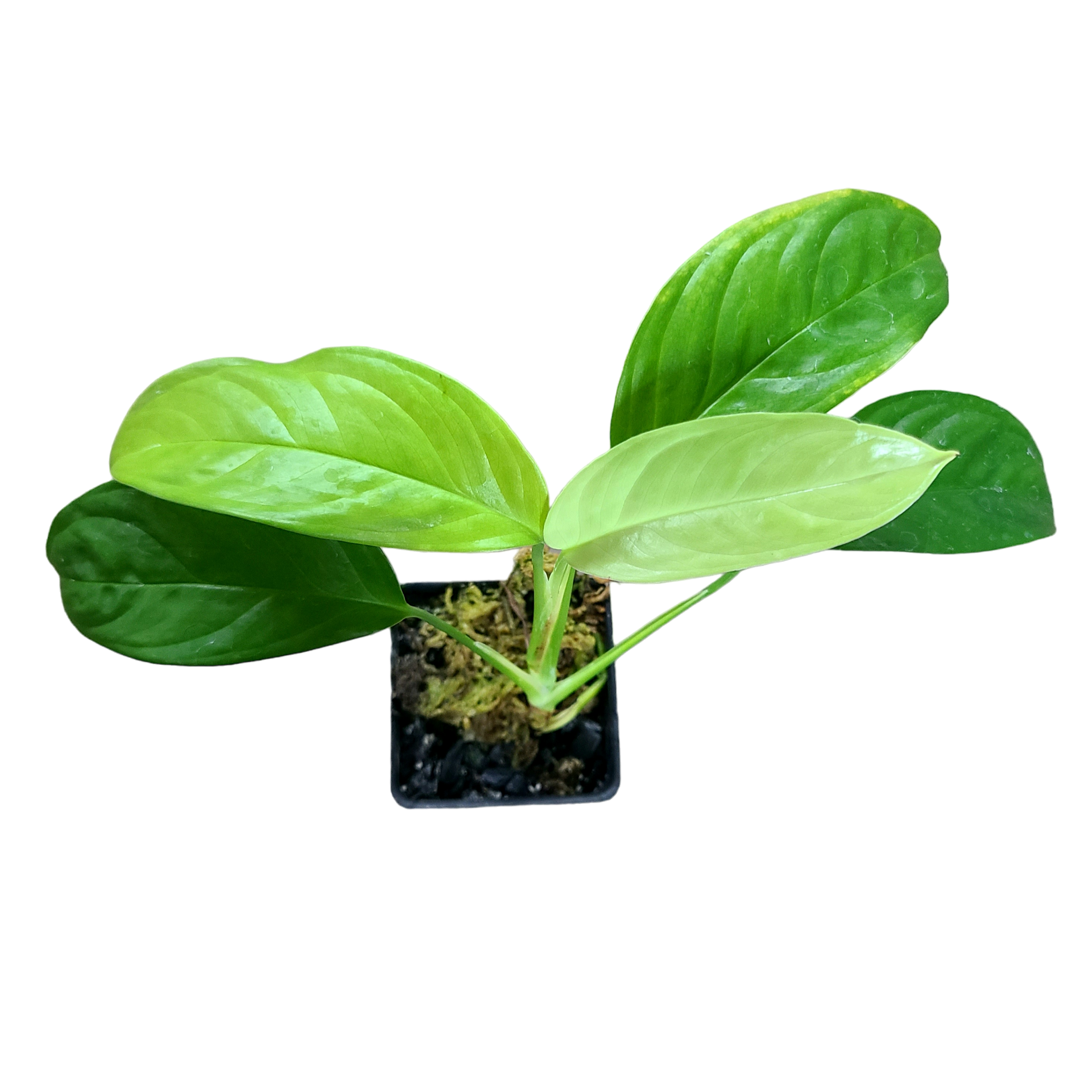 Monstera obliqua Bolivia Terrarium Plant
