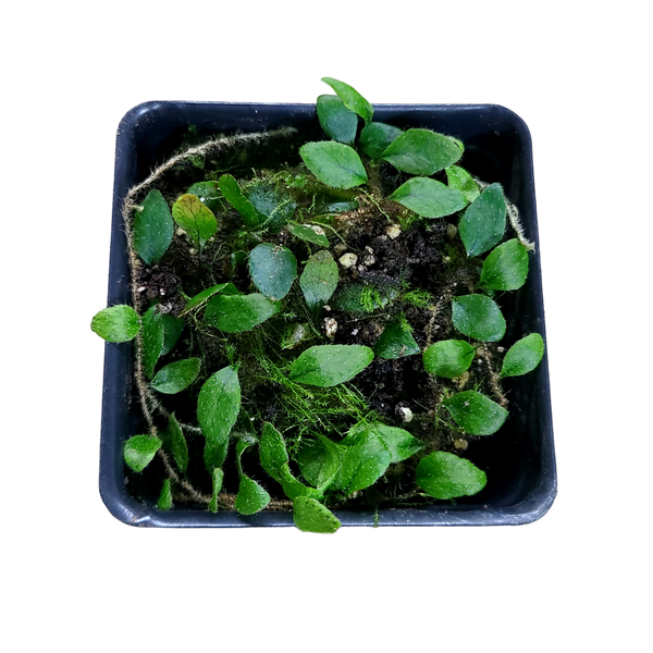 Microgramma cf. tecta Terrarium Plant | FrogDaddy