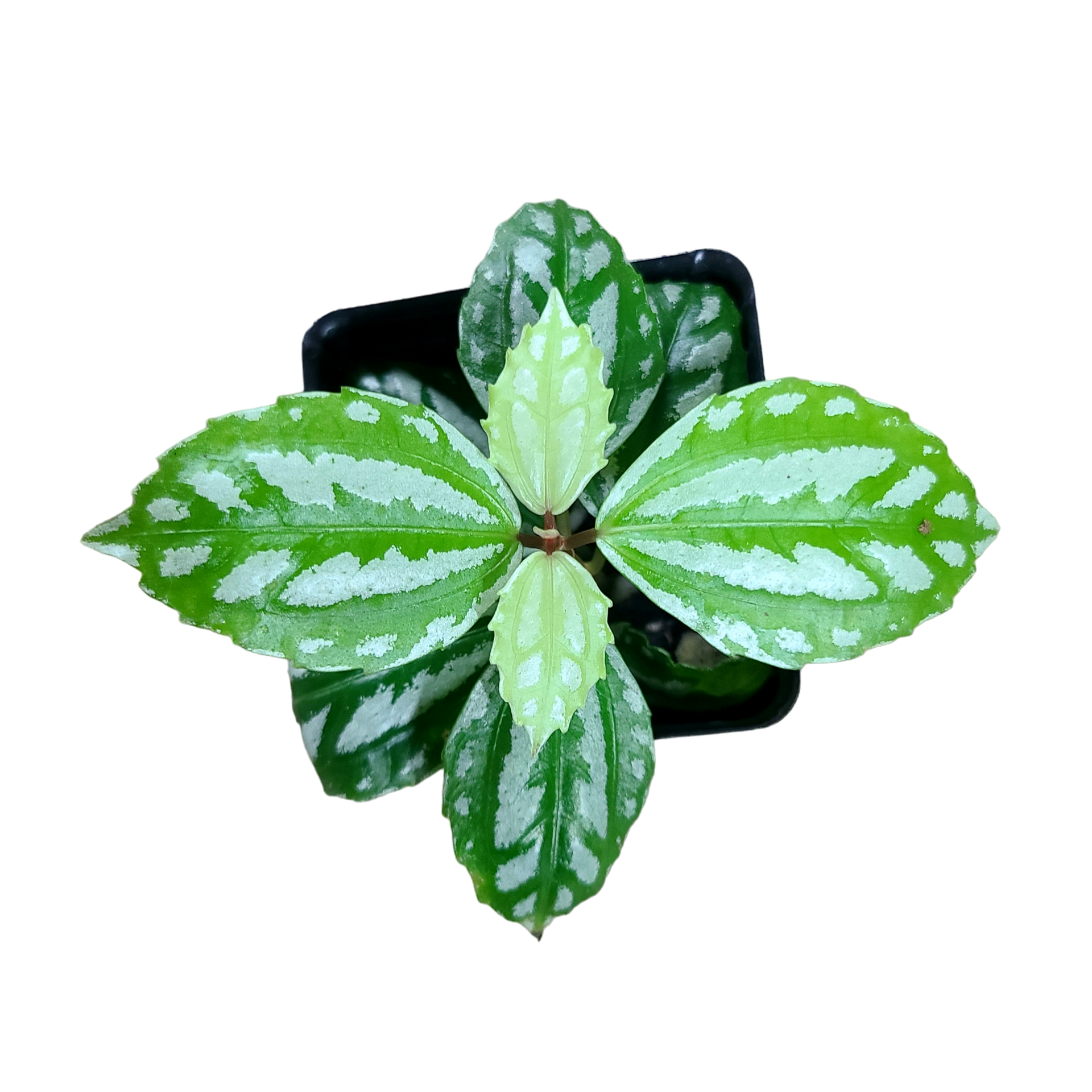 Pilea cadierei - Aluminum Plant Terrarium Plant