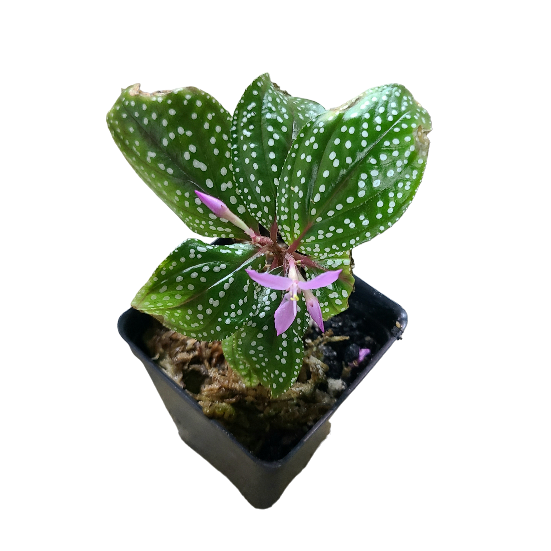 Sonerila sp. White Spotted Terrarium Plant | FrogDaddy
