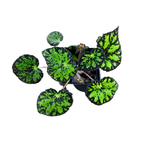 Begonia Persian Brocade