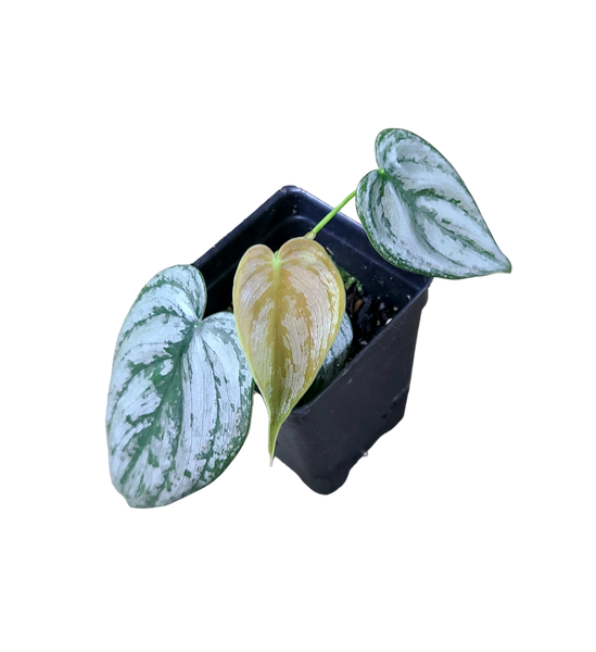 Philodendron brandtianum - 1 leaf cutting