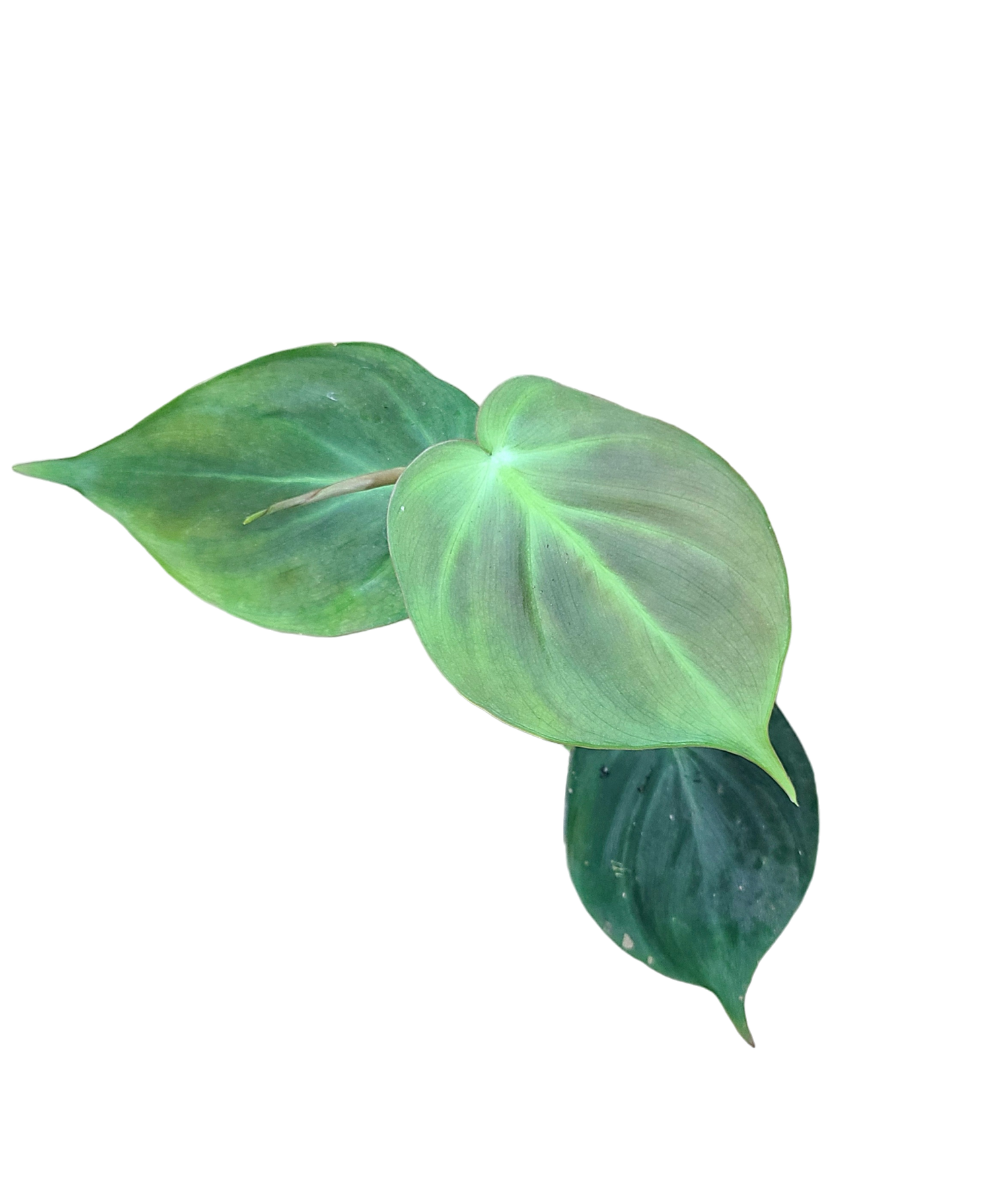 Philodendron camposportoanum — FrogDaddy