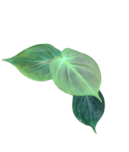 mature philodendron camposportoanum Philodendron camposportoanum