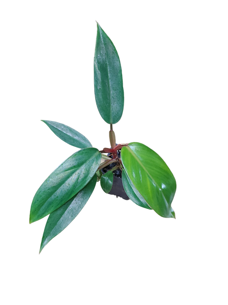 red emerald philodendron price Philodendron erubescens "Red Emerald" Terrarium Plant