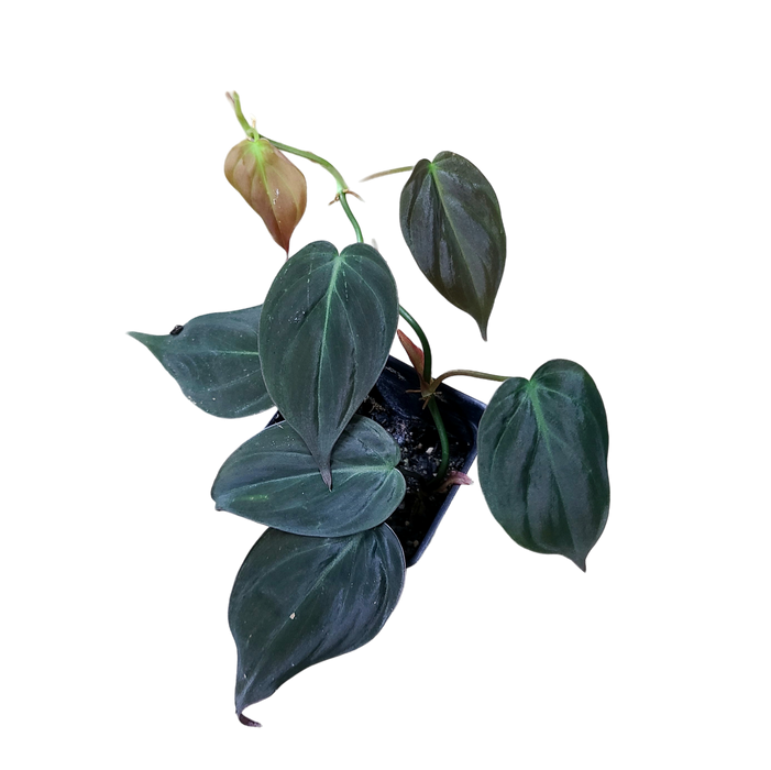 Philodendron hederaceum var. hederaceum