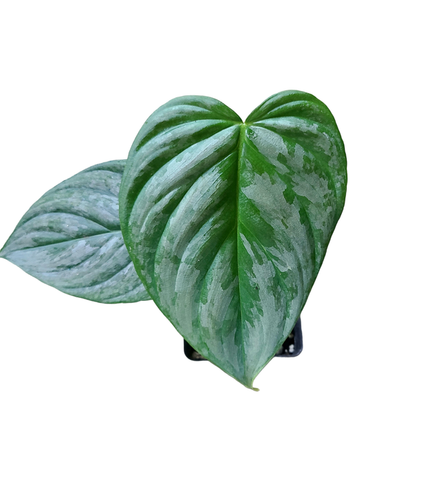 Philodendron verrucosum x sodiroi (Majestic)