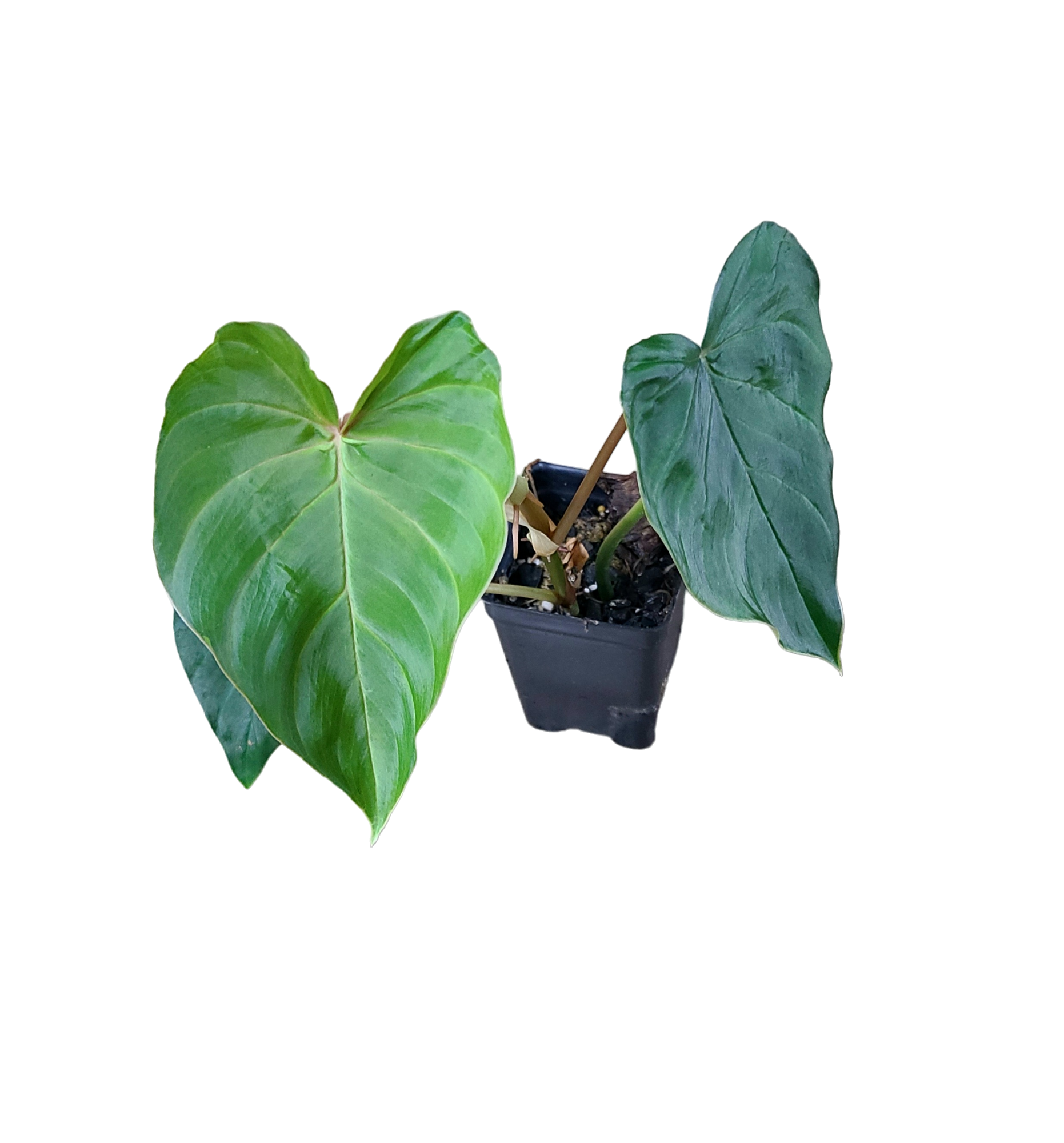 philodendron fibrosum type Philodendron fibrosum 'Type'