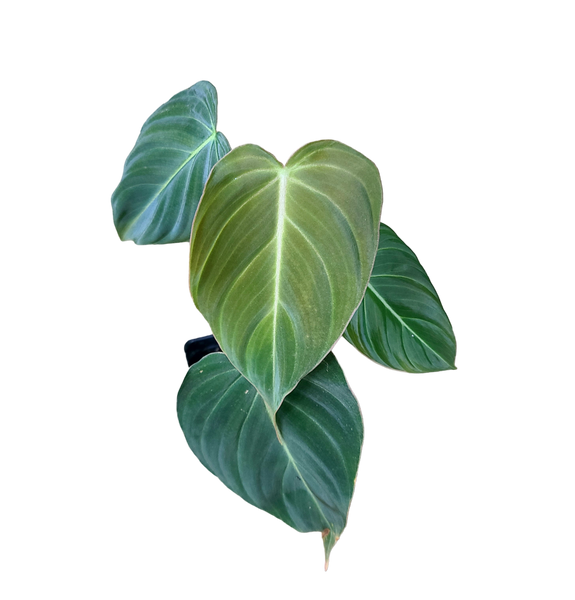 Philodendron glorious (gloriosum x melanochrysum)
