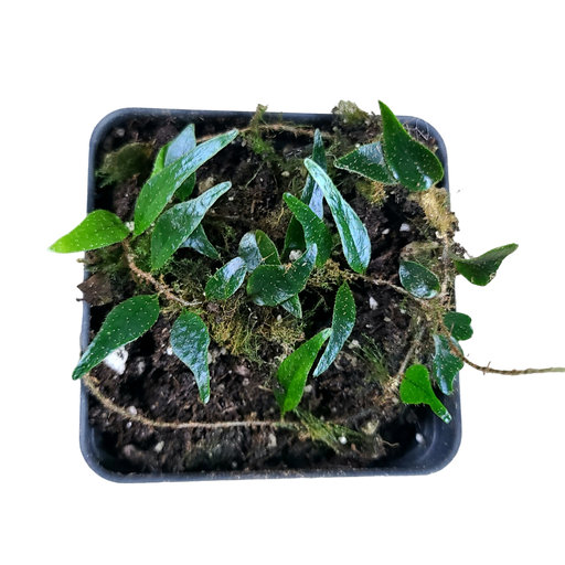 Micro Ferns Micro Ferns — FrogDaddy