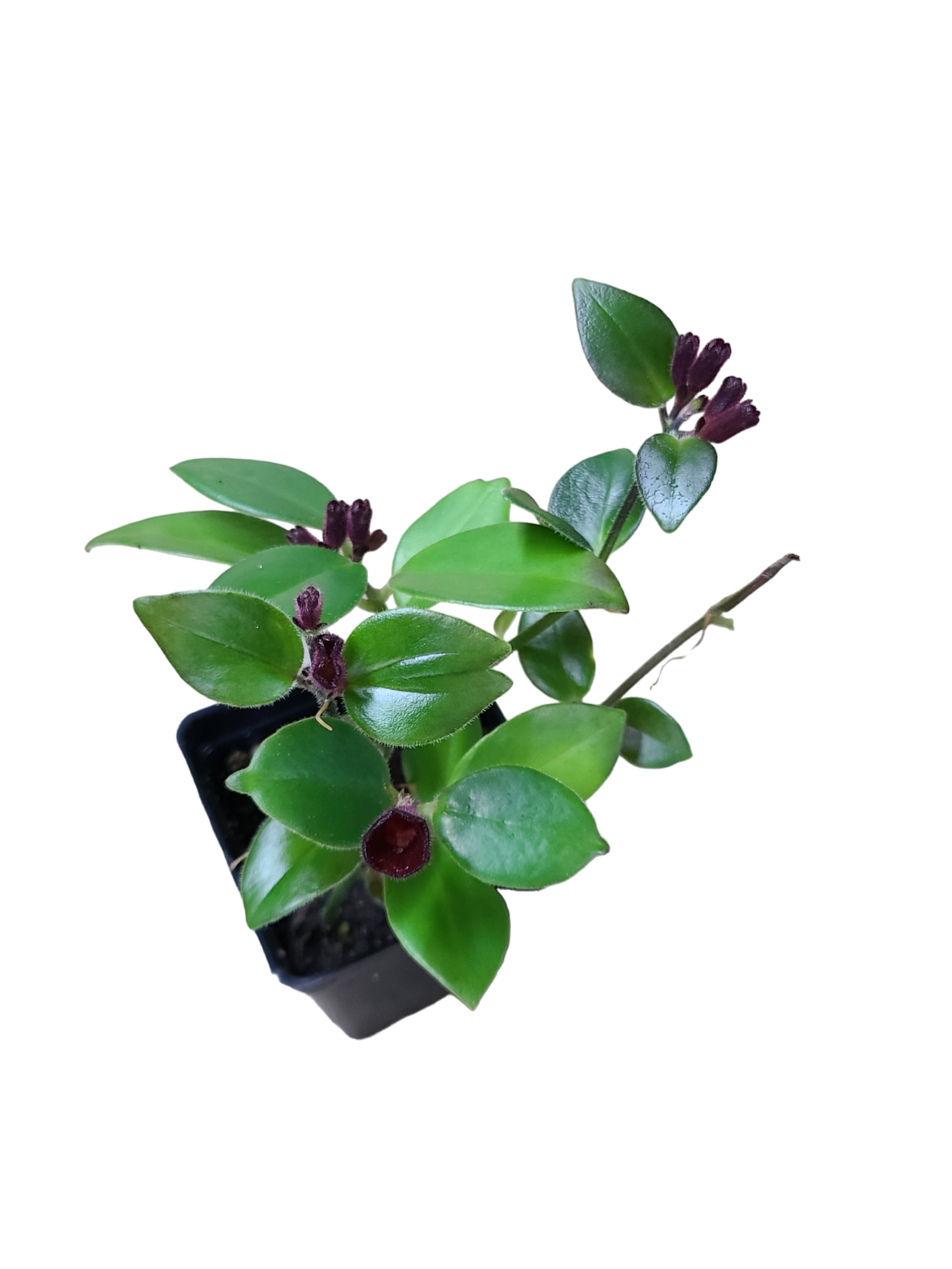 Beginner Terrarium Plants — FrogDaddy