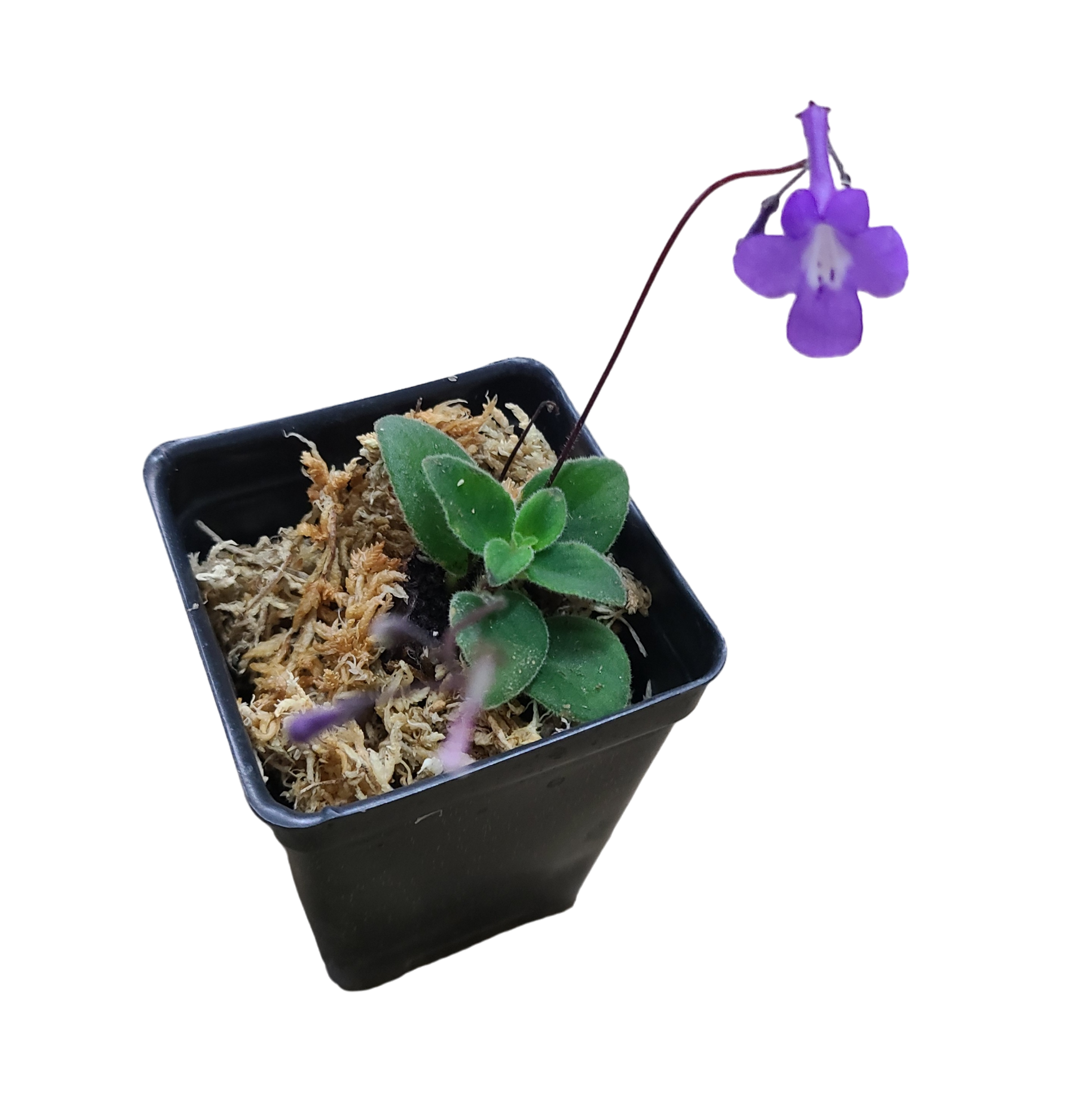Streptocarpus saxorum 'Concord Blue' Terrarium Plant | FrogDaddy