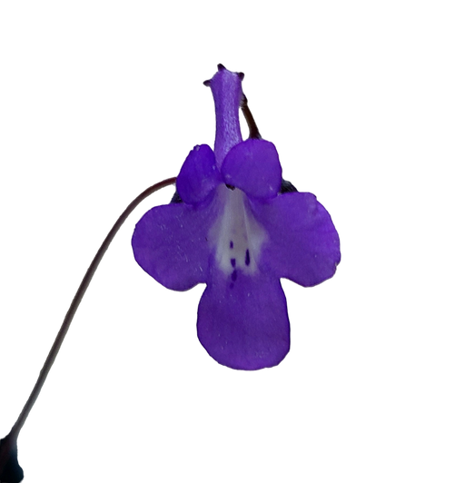 Streptocarpus saxorum ‘Concord Blue’