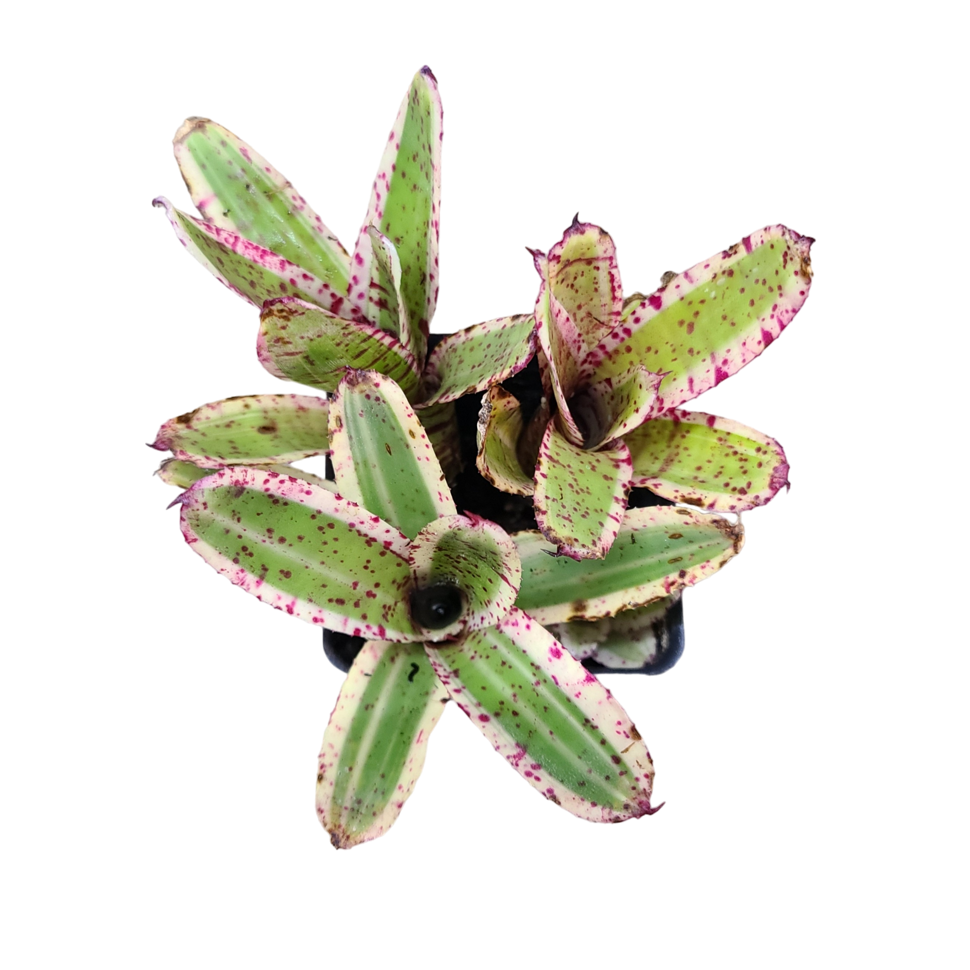 Neoregelia 'Gizmo' BCR11783 ネオレゲリア 'ギズモ' Neoregelia 