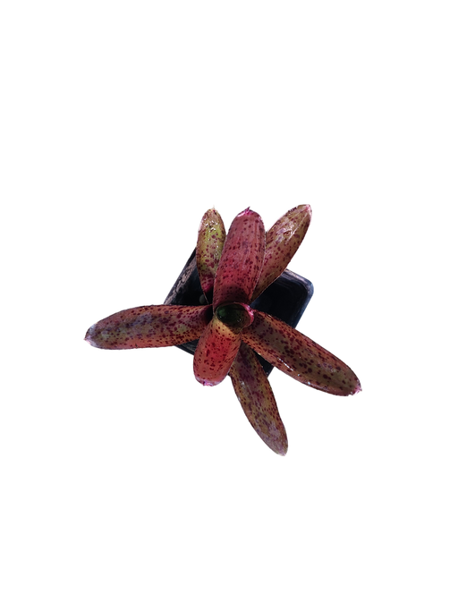 Neoregelia granada x pauciflora