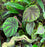 Begonia quadrialata subsp. nimbaensis
