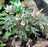 Begonia polliloensis