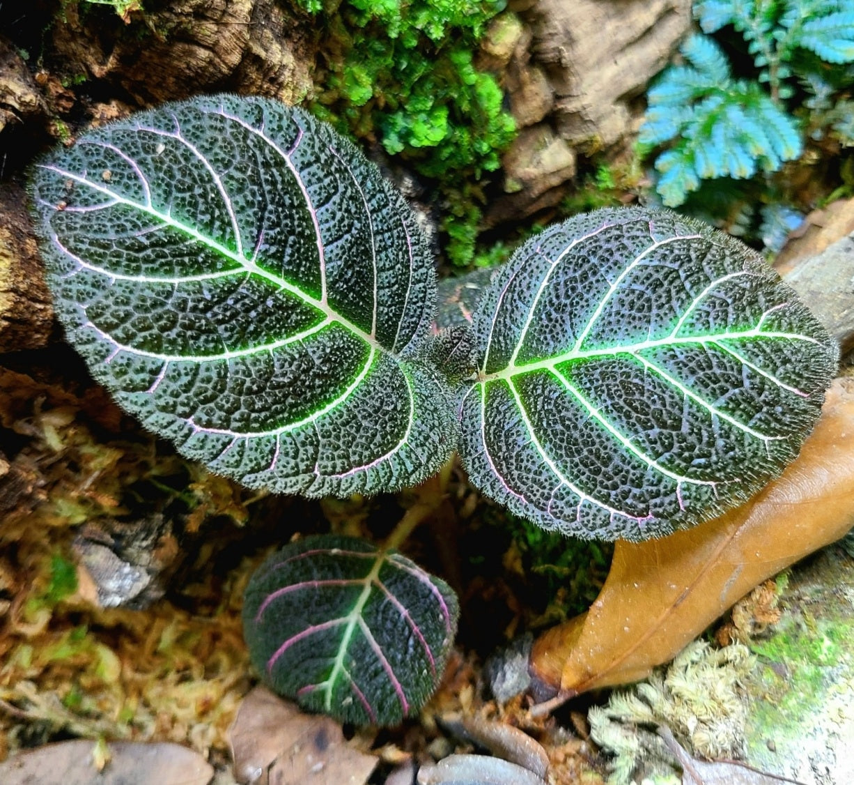 Pearcea hypocyrtiflora Terrarium Plant | FrogDaddy
