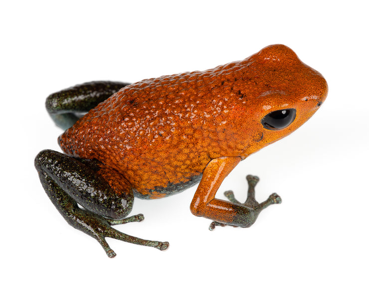 Oophaga – FrogDaddy
