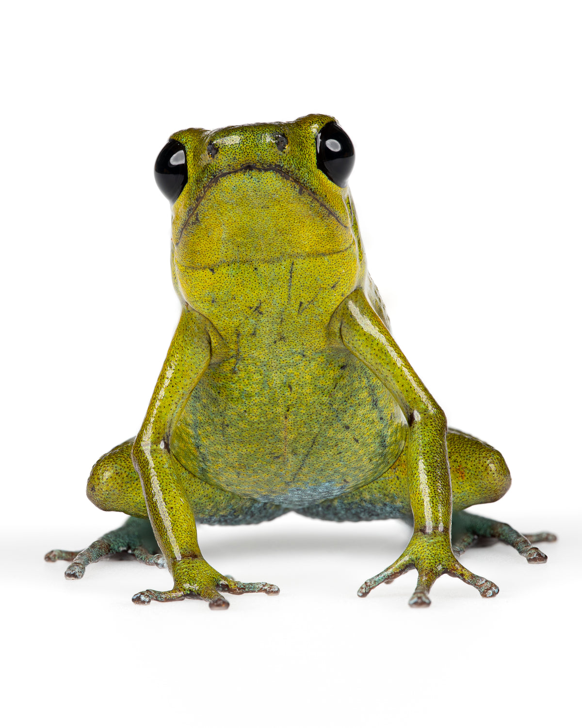 Oophaga – FrogDaddy