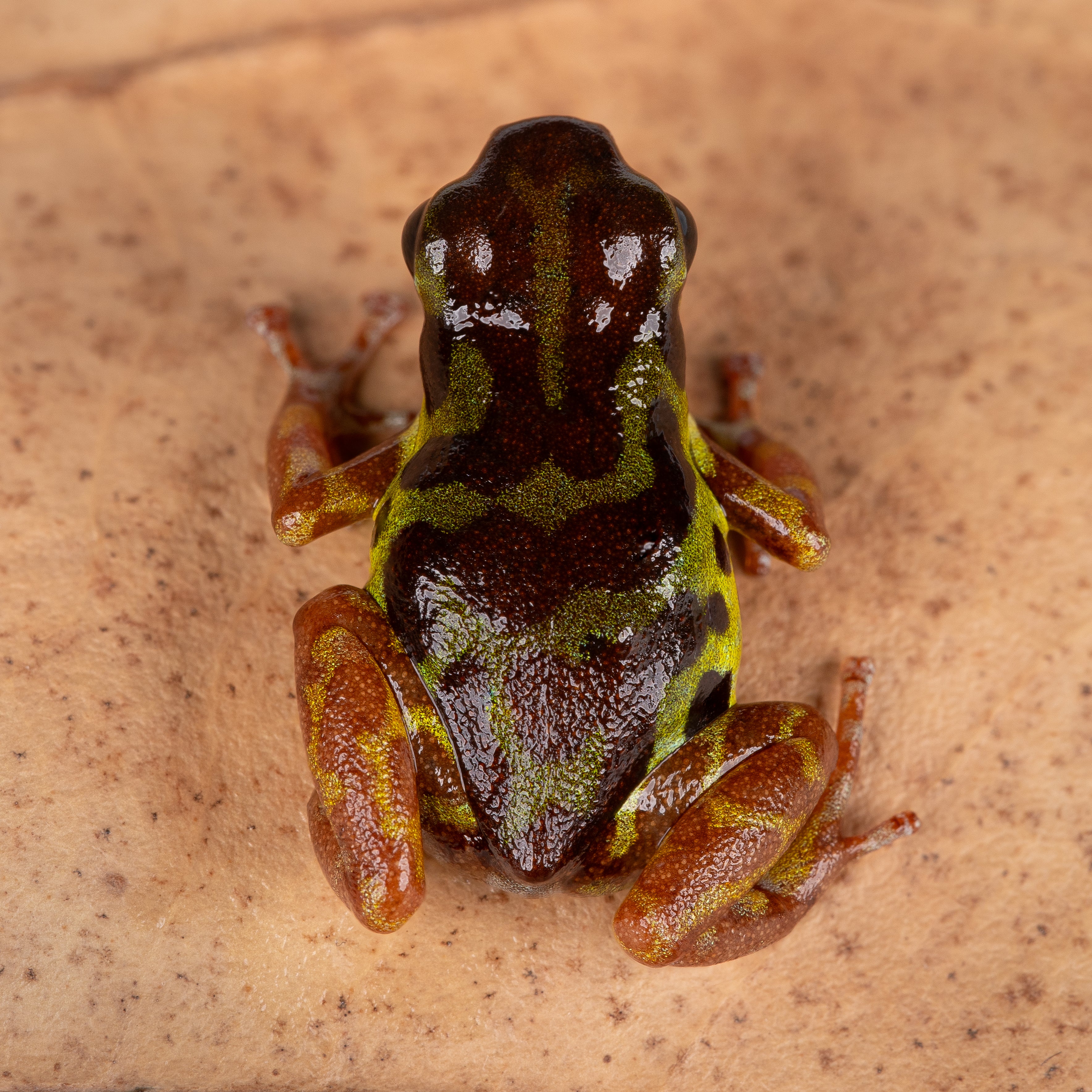 Oophaga pumilio 