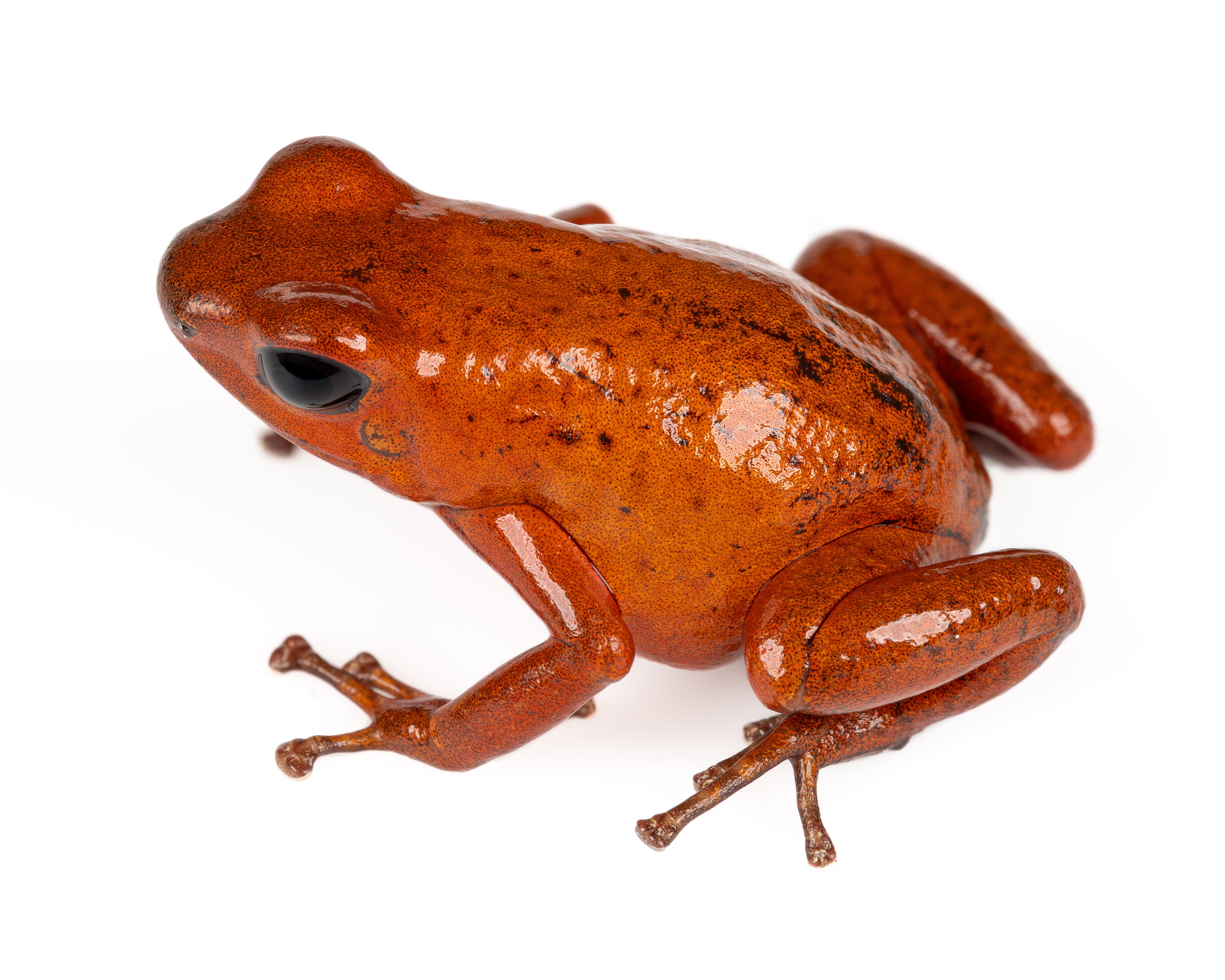 MARTE フミエタナカ フミカウチダ　エリコカトリ Oophaga pumilio 