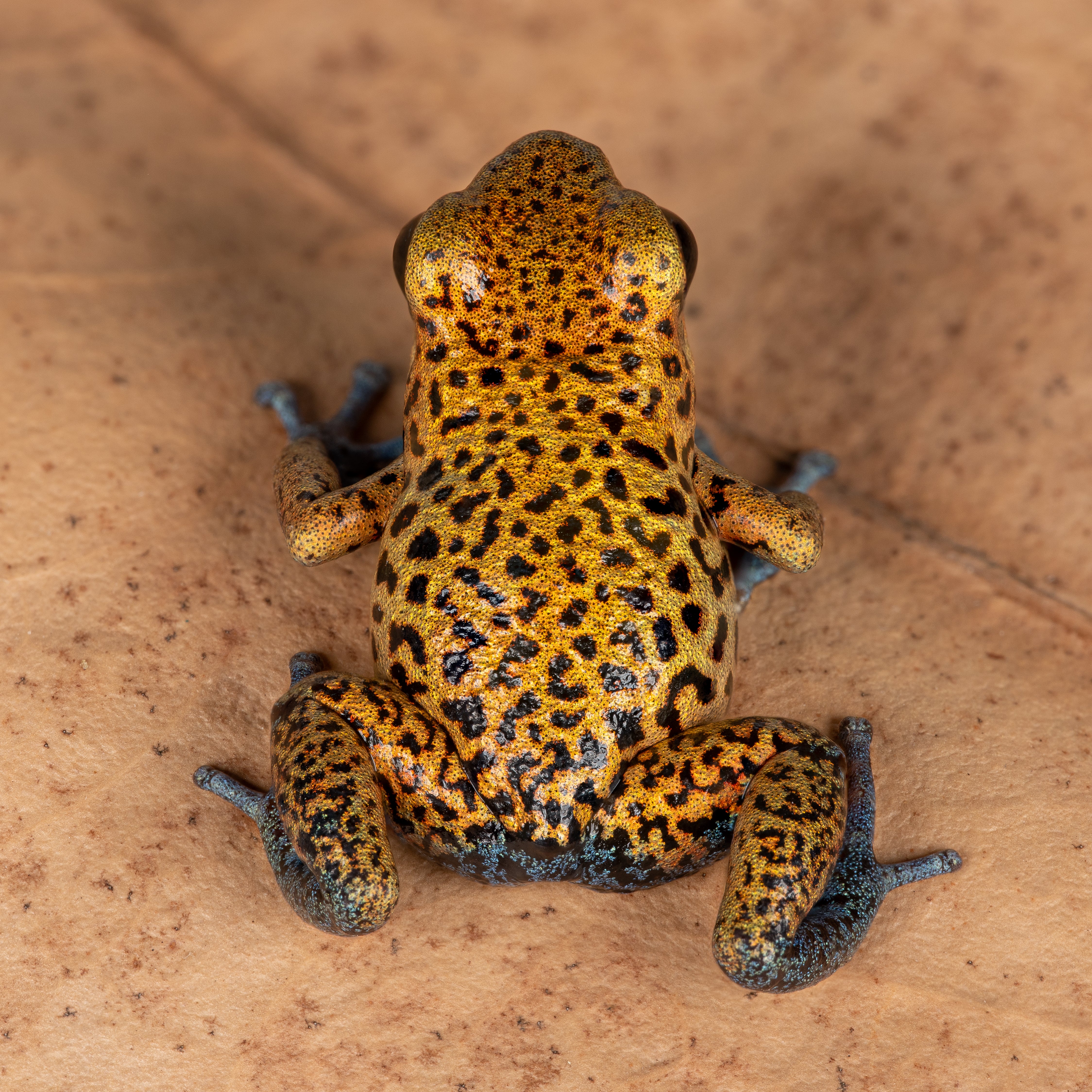 Oophaga pumilio 