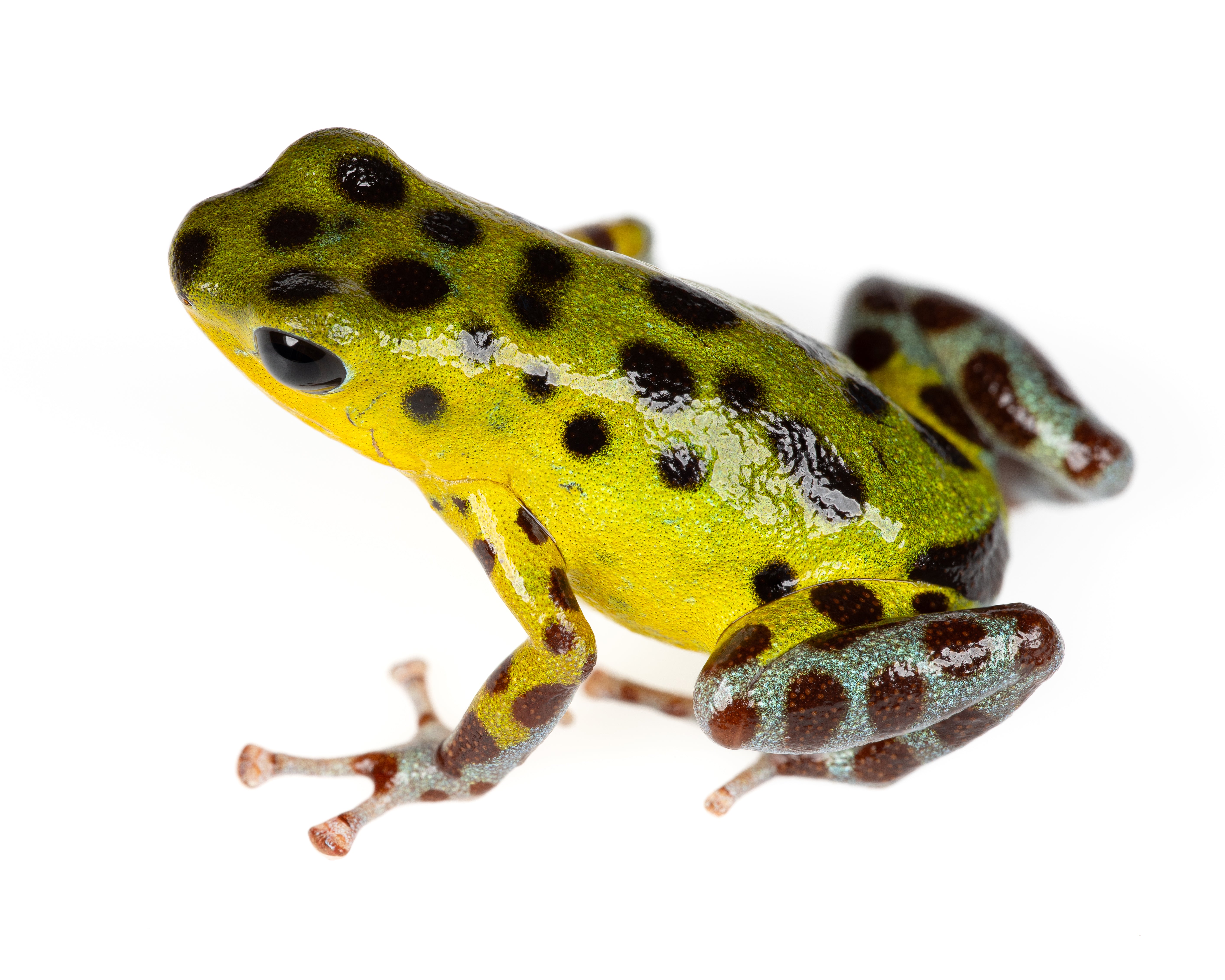 Oophaga pumilio 