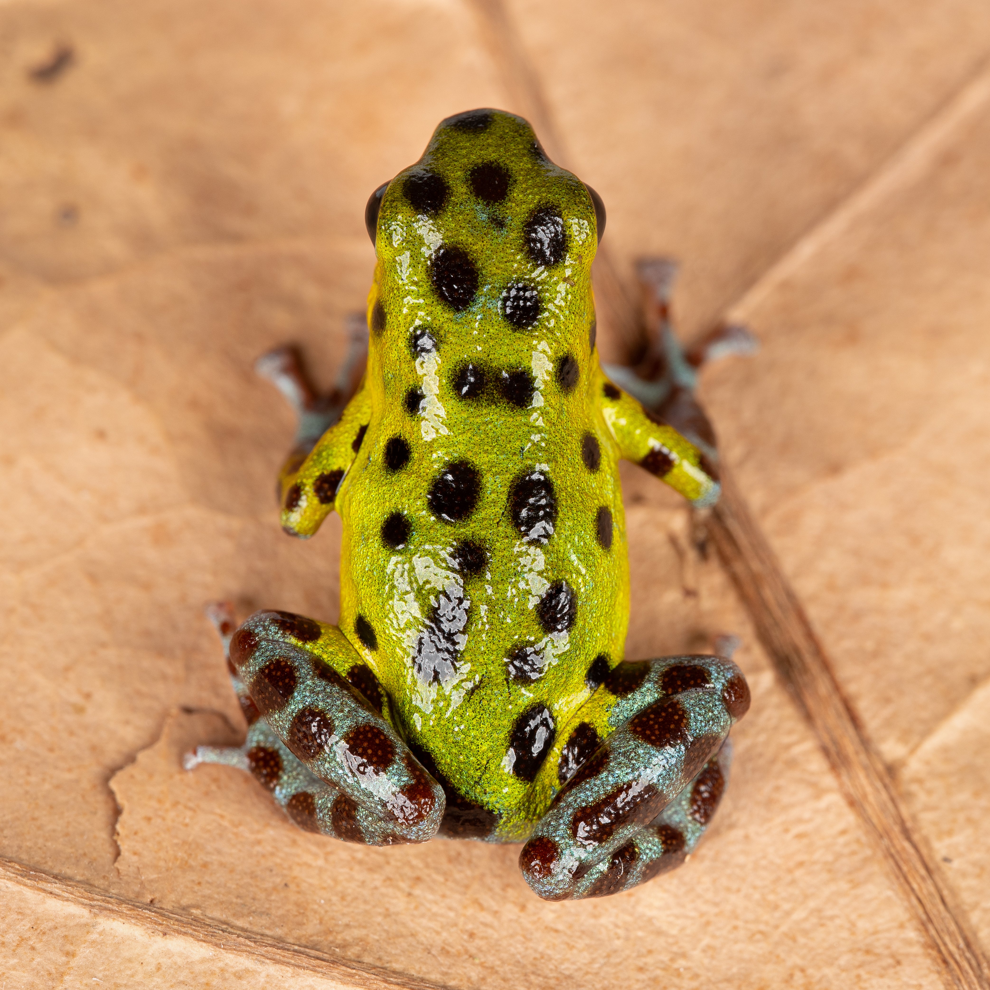 Oophaga pumilio 
