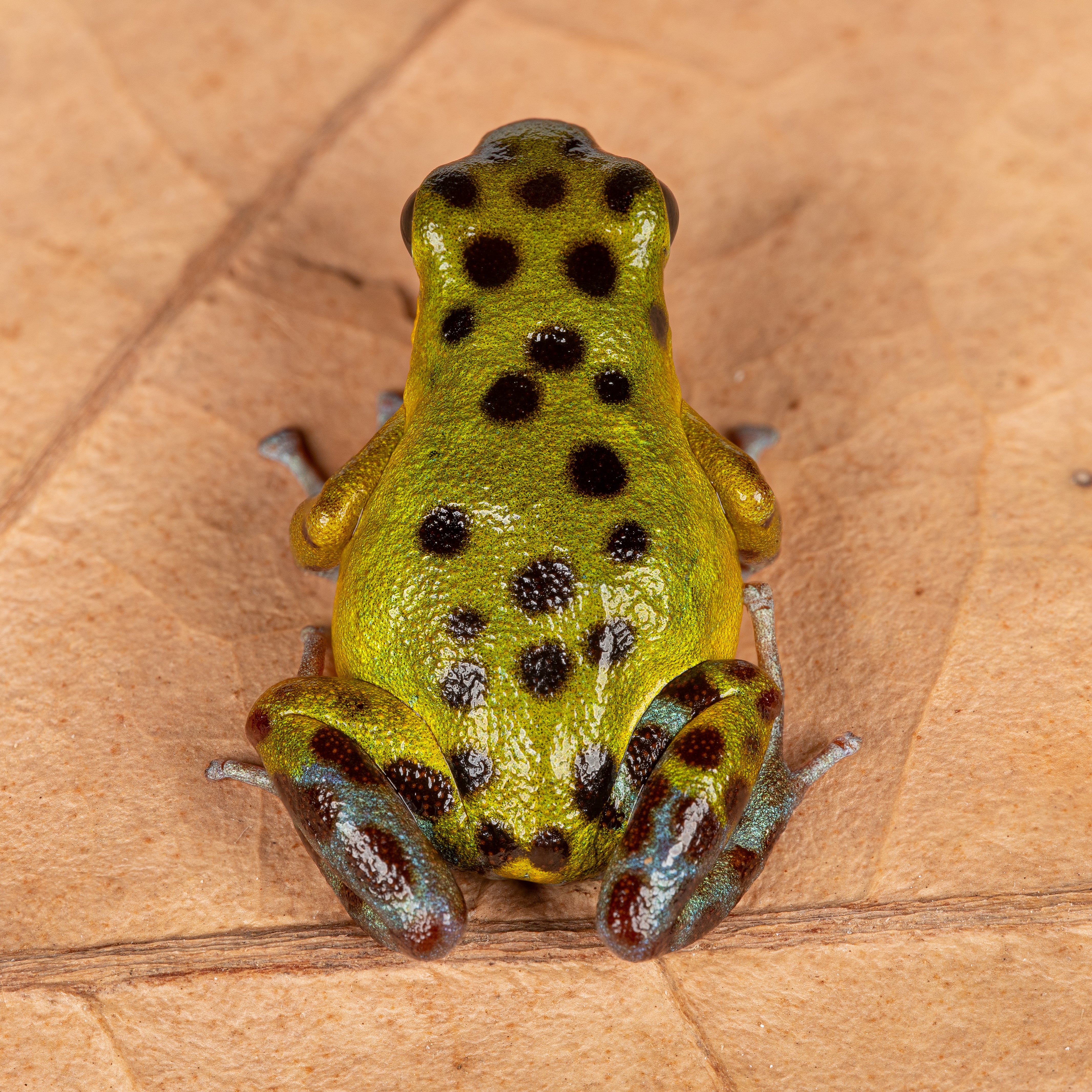 Oophaga pumilio 