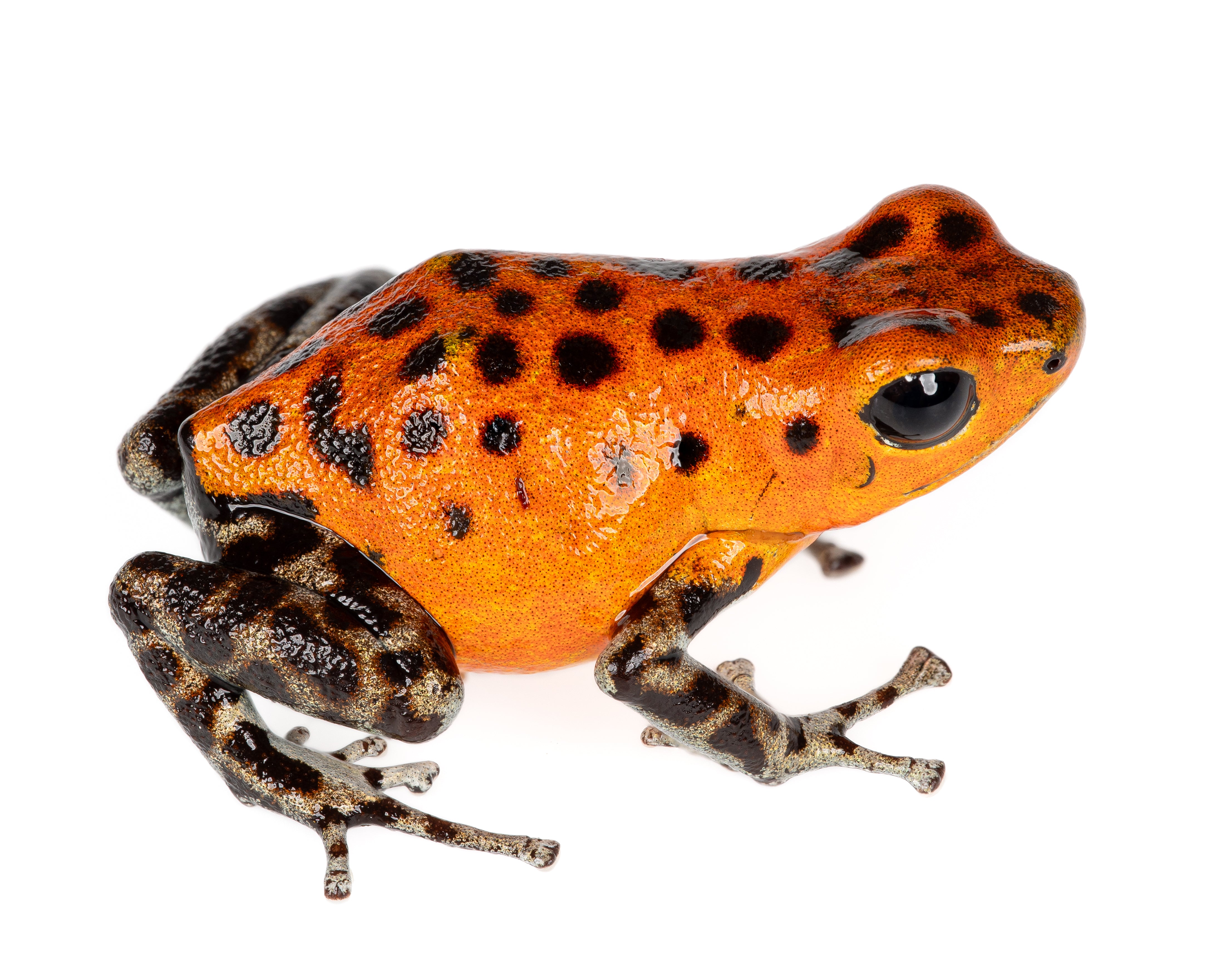 Oophaga pumilio 
