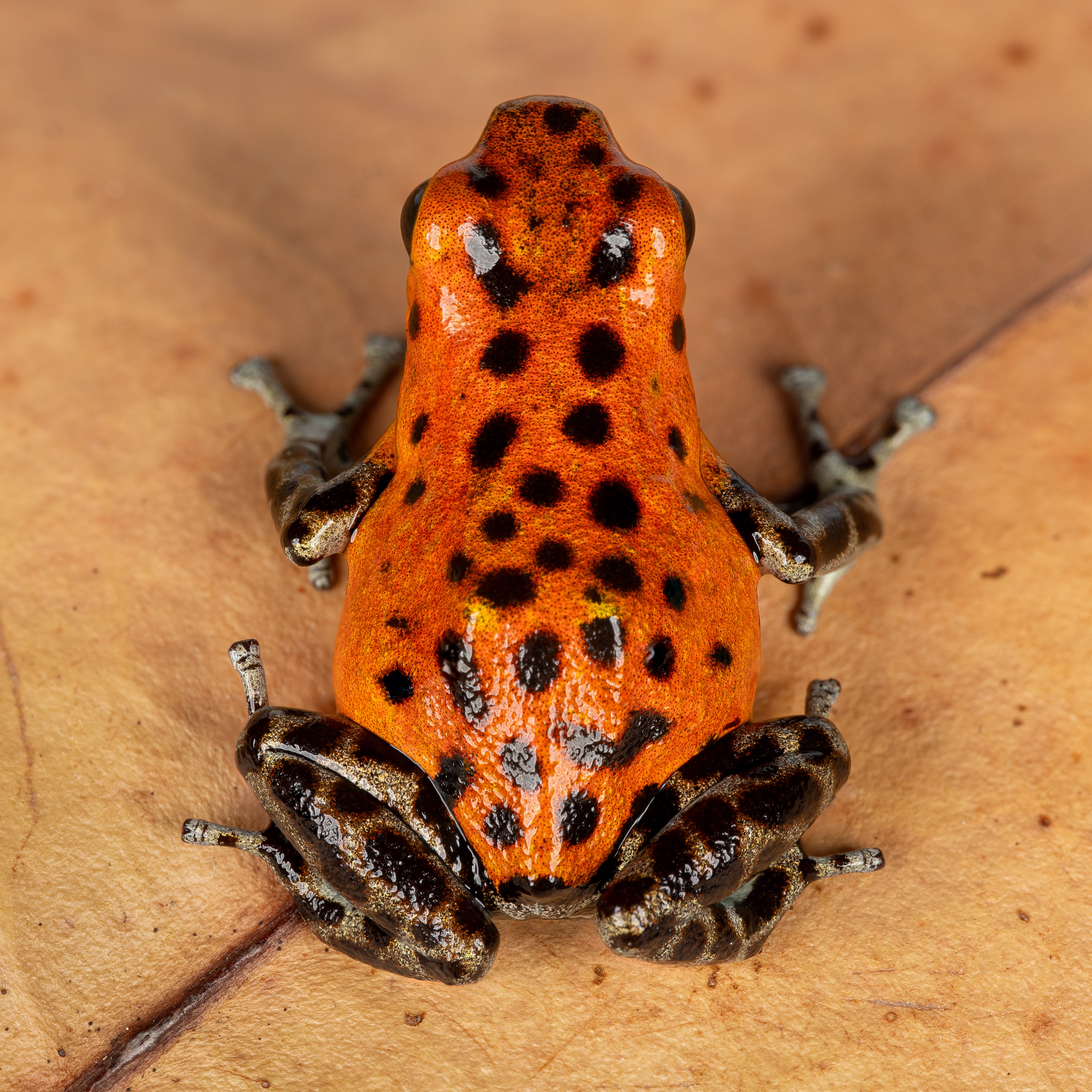 Oophaga pumilio 