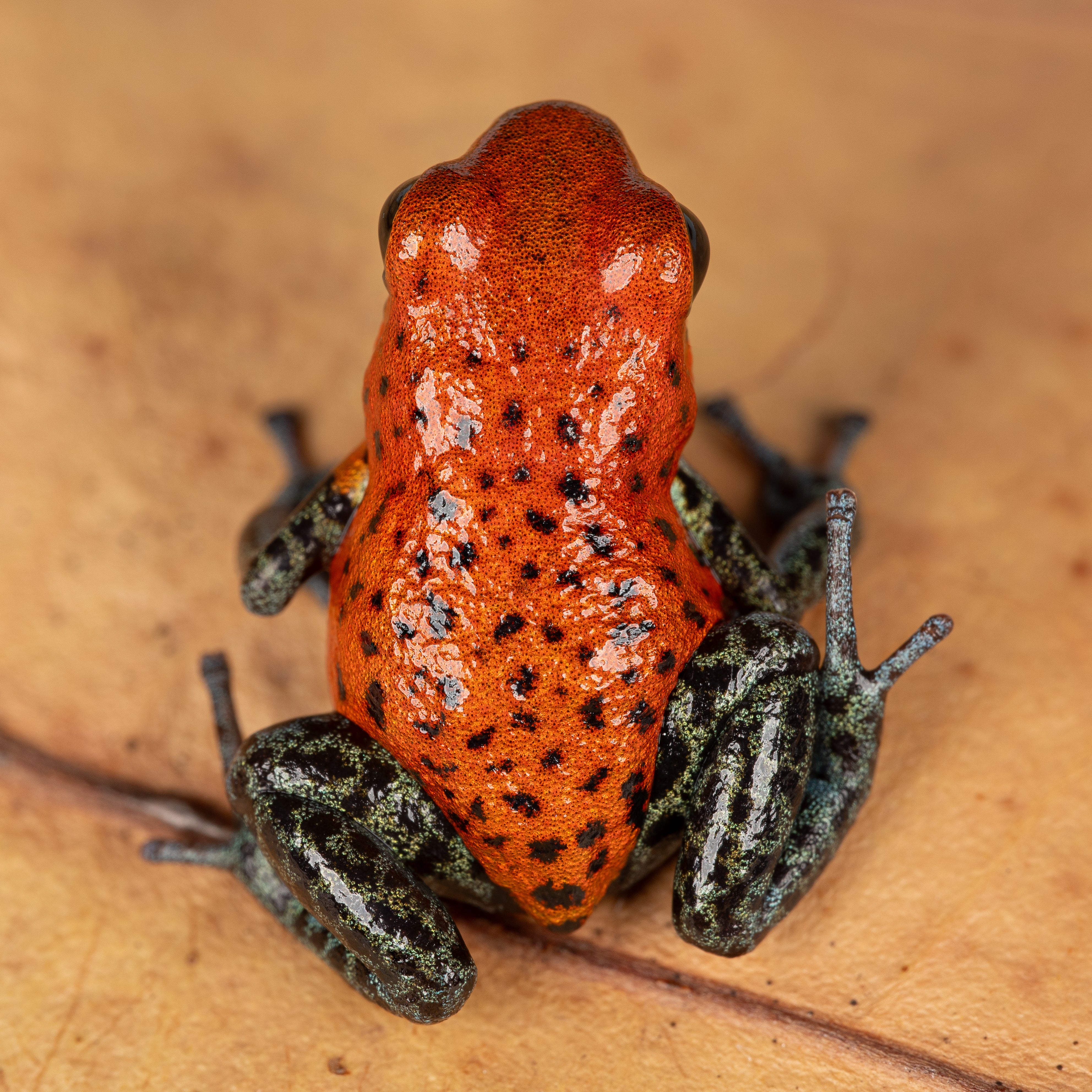 Oophaga pumilio 