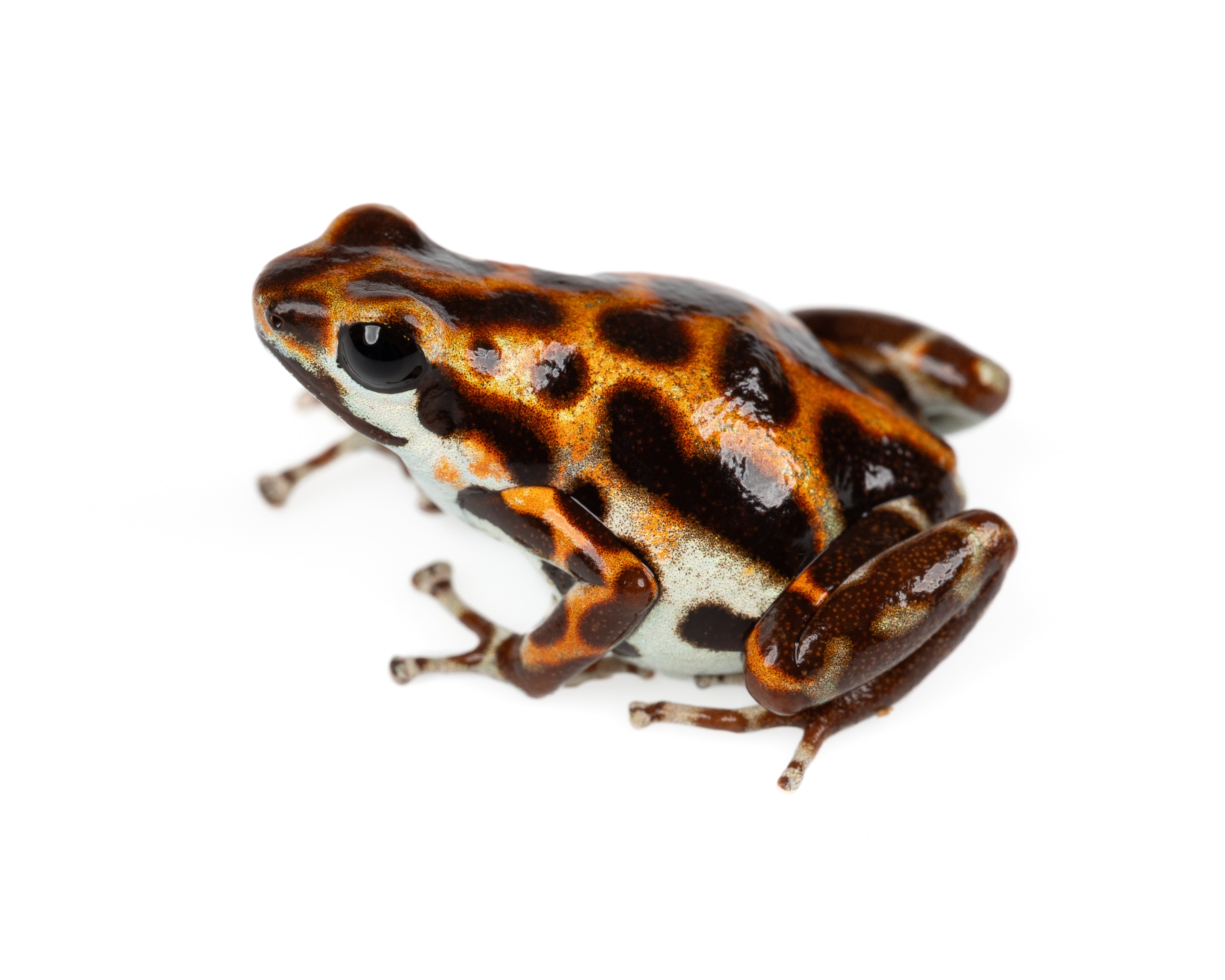 MARTE フミエタナカ フミカウチダ　エリコカトリ Oophaga pumilio 