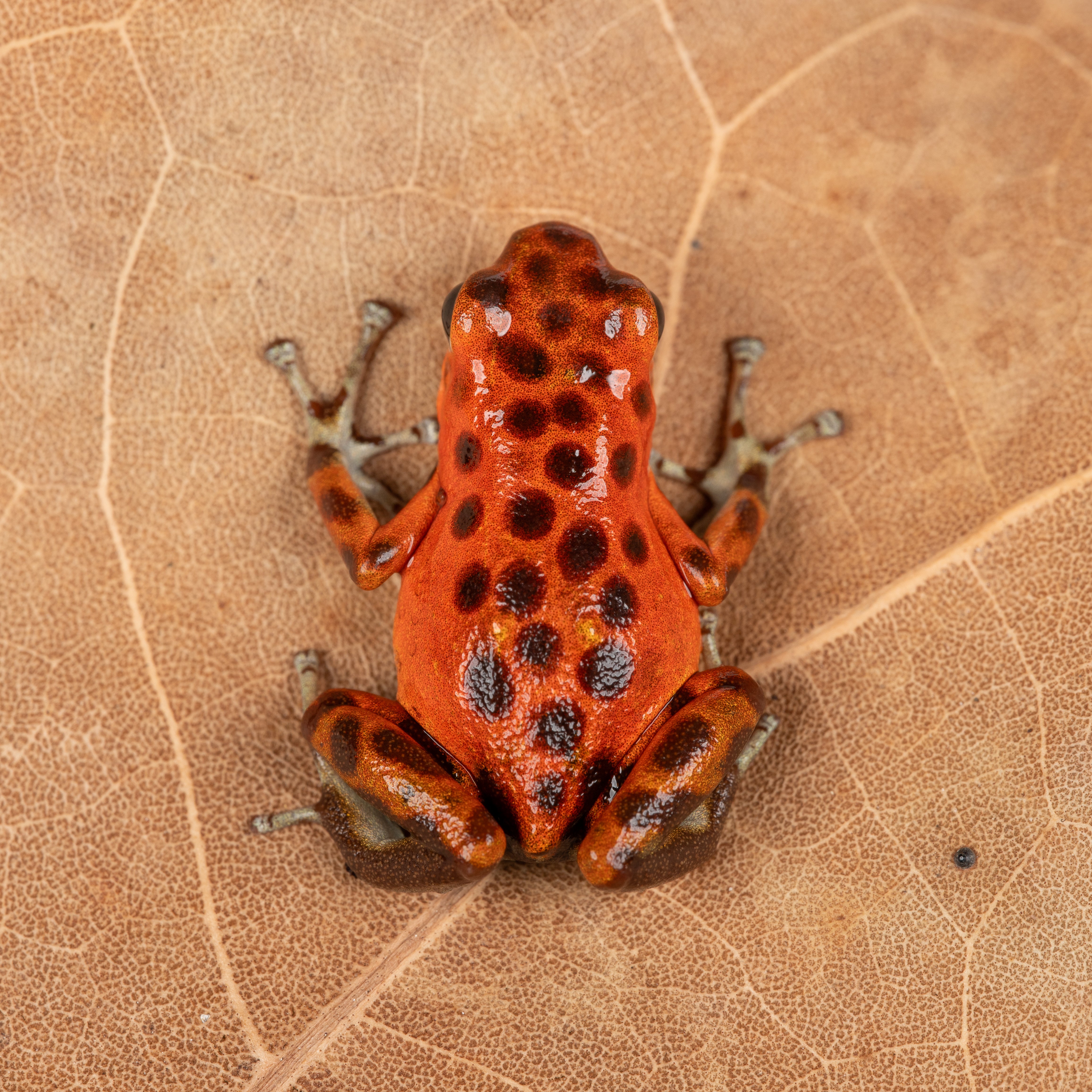 MARTE フミエタナカ フミカウチダ　エリコカトリ Oophaga pumilio 