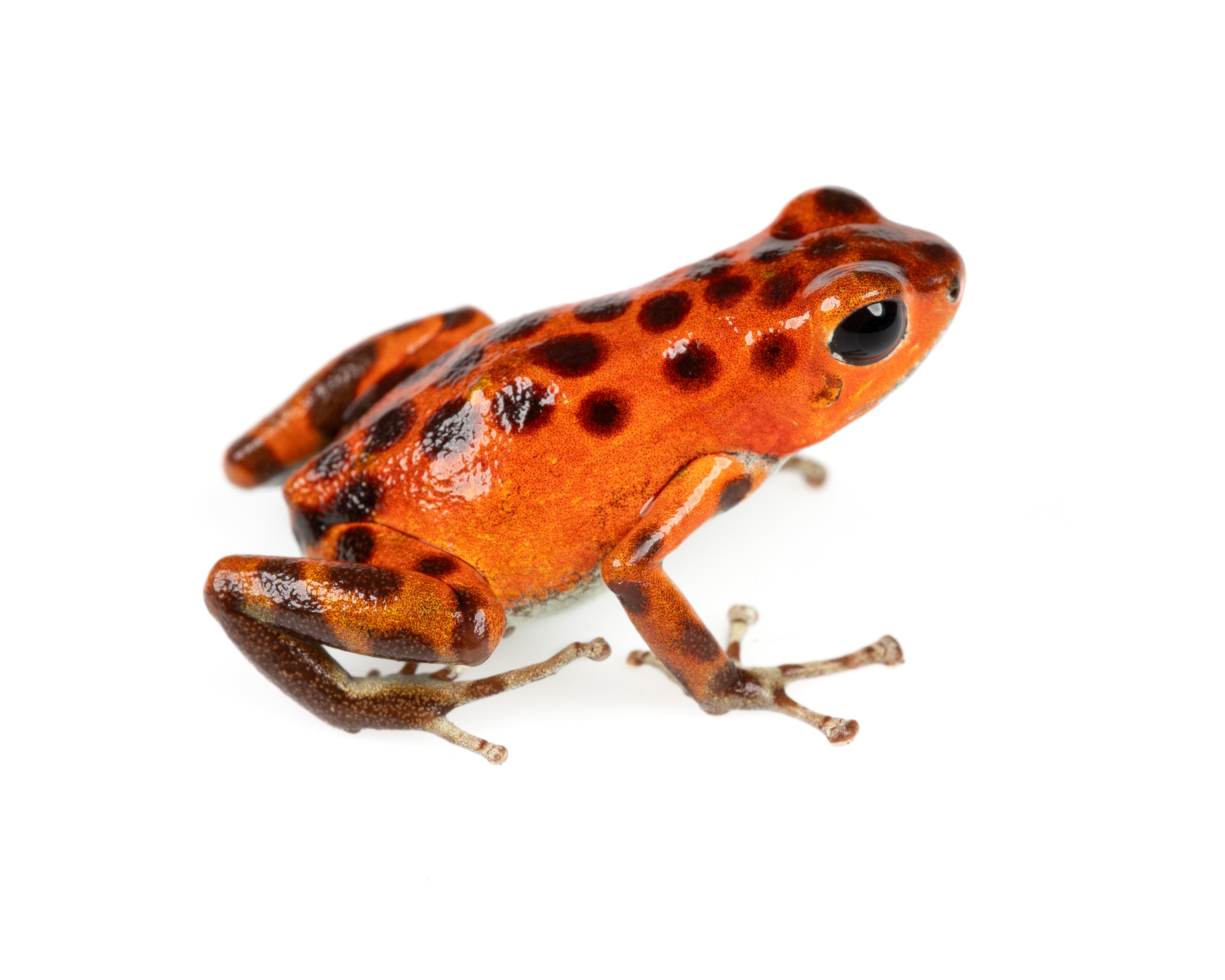 Oophaga pumilio 