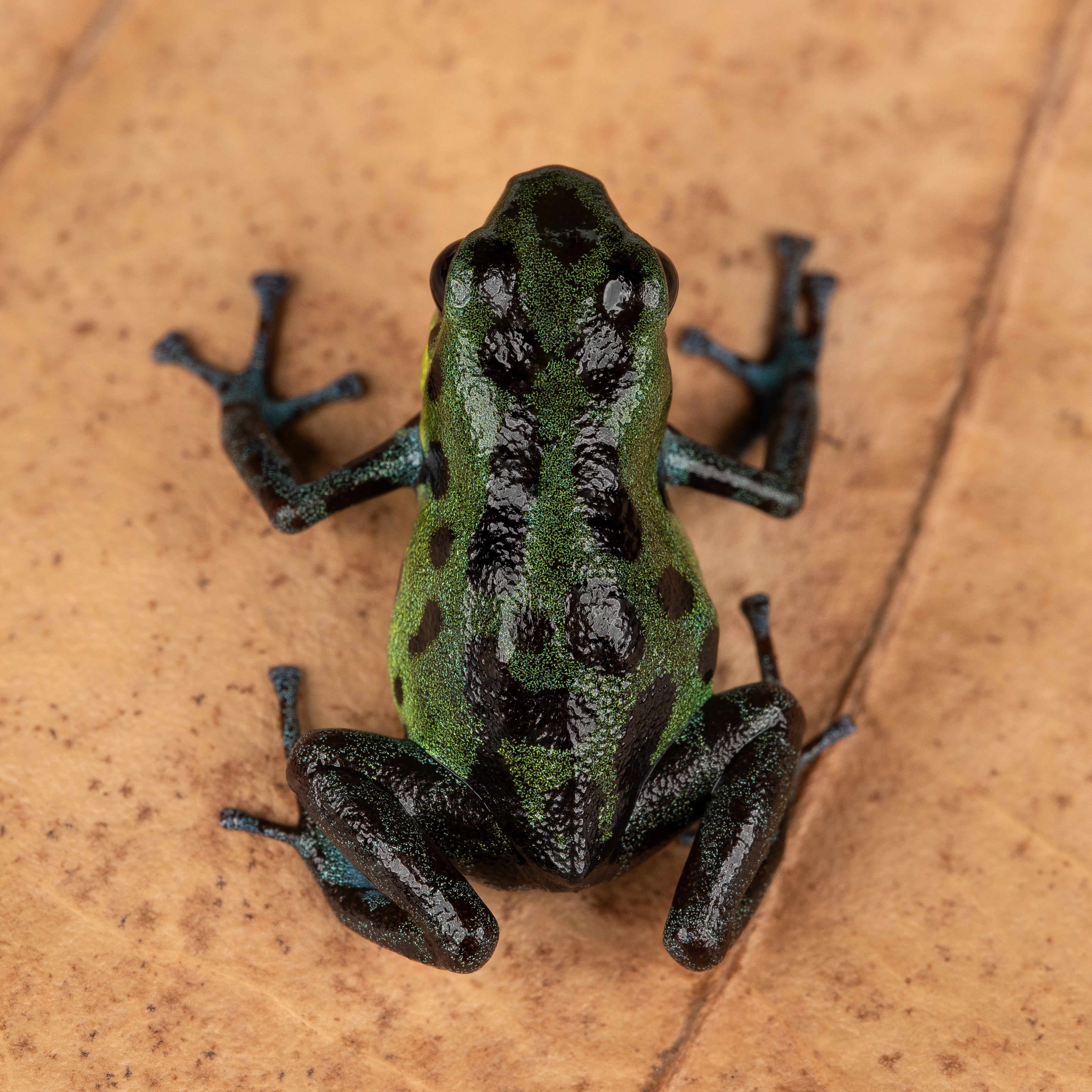 Oophaga pumilio 