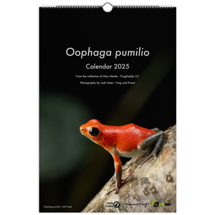 Oophaga pumilio 2025 Wall Calendar 11″ x 16.5″