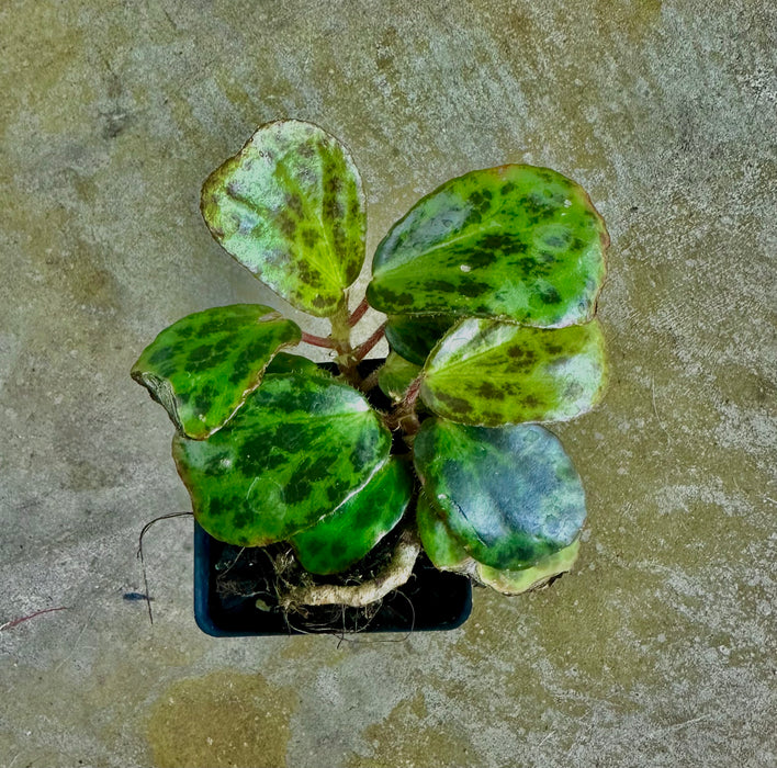 Begonia blancii 'Mottled'