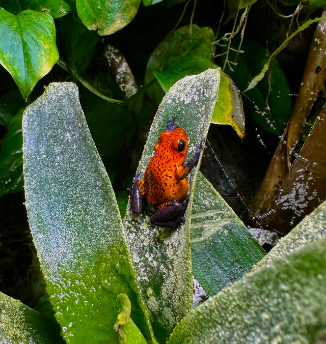 Oophaga pumilio "Siquirres Black Jeans"