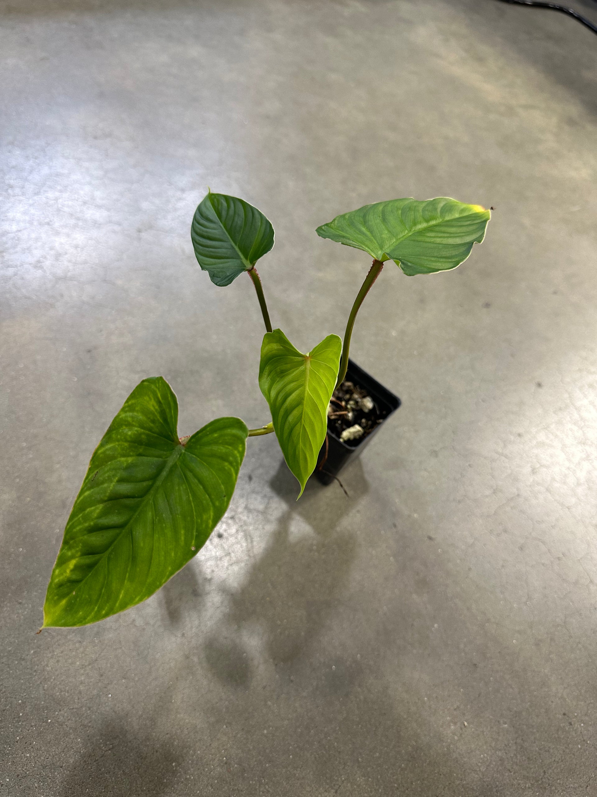 philodendron mamei juvenile Philodendron mamei hybrid Terrarium Plant