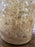 Fruit Fly (Drosophila melanogaster) wingless culture (DEVELOPING - PRE-PRODUCING) - 32 oz