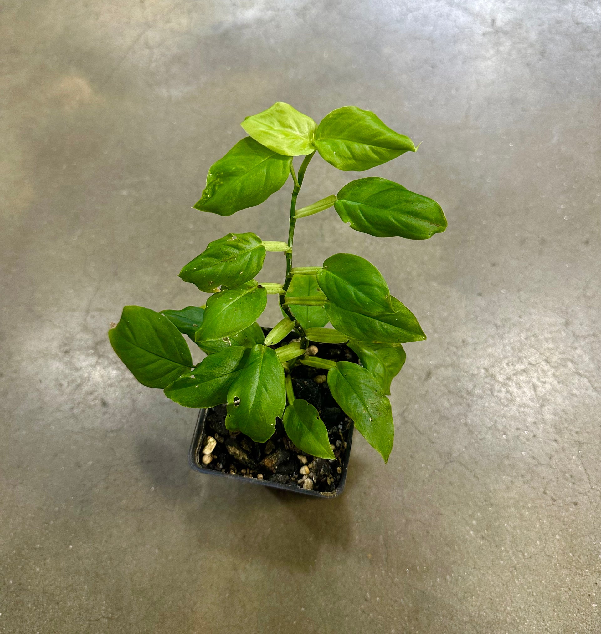shingling philodendron Philodendron cf. aurantiifolium