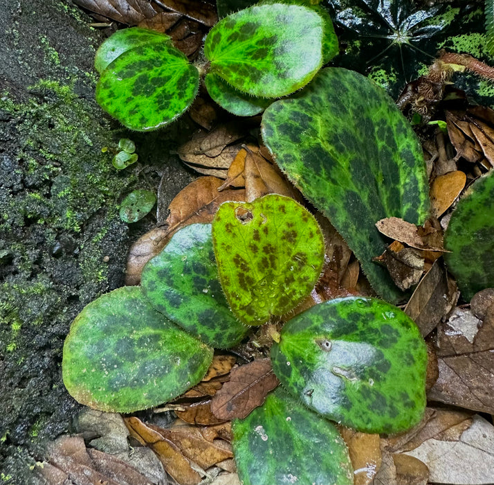 Begonia blancii 'Mottled'